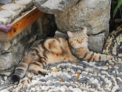 -喵屿·大理花园猫咖