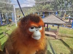 -大连森林动物园