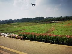 -空港花田景区
