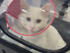 -瑞派长江宠物医院·猫科·外科·24小时夜护(谊城公寓分院)