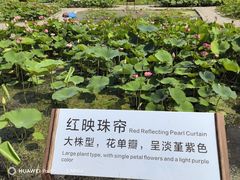 -白洋淀景区