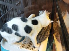 -奶牛家宠物酒店(嘉宏云顶店)