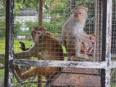 -武汉紫薇都市田园