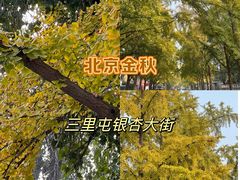 -三里屯东五街银杏大道