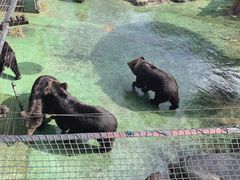 -深圳野生动物园
