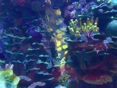 -迪拜帆船酒店海底餐厅