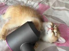 -喵zoo家庭繁育猫舍(尖东智能花园店)