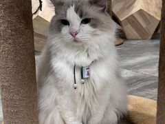 -楼上猫咖(罗湖店)