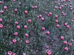 -长春公园(普阳街道)