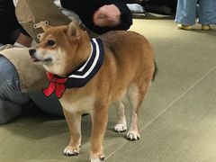 -逗柴咖啡屋·狗咖猫咖宠物桌游