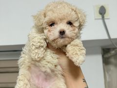 -嘉馨宠物医院·CT影像转诊·心脏科·犬猫全科诊疗中心(下沙大学城院区)