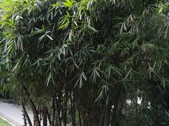 -清湖文化公园