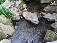 -素山寺森林公园