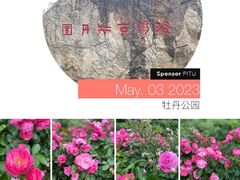 -洛阳市牡丹公园