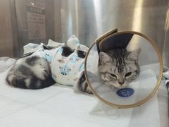 -萌兽医馆·犬猫专科·眼科中心·宠物医院(朝阳门分院)