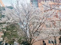 -武汉大学-樱园