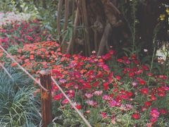 -深圳仙湖植物园