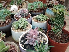 -龙大花卉苗木市场