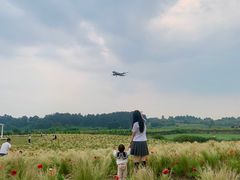 -空港花田景区