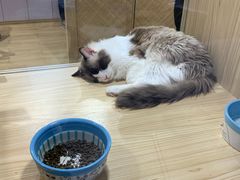 -屋虎猫馆(宝安大仟里店)