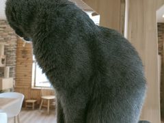 -猫的茶·猫咖