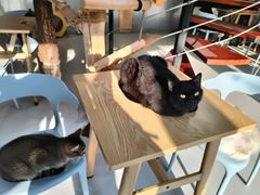 -豆逗聊愈猫阁Easy Life