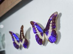 -上海昆虫博物馆