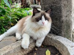 -喵屿·大理花园猫咖