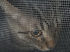-凯瑞希宠物医院·狂犬免疫·微创·皮肤科