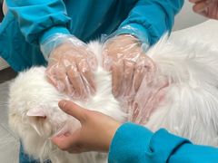 -中农国际动物医院24小时·猫科·骨科·急重症中心