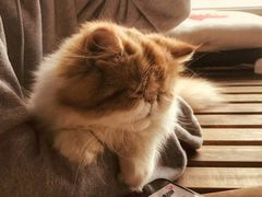 -Cappucimeow猫咪咖啡馆(韦伯时代店)