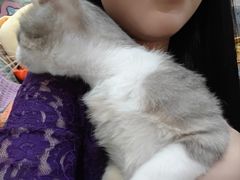 -瑞派名望志远动物医院·猫科·內科·异宠专科(直港大道店)