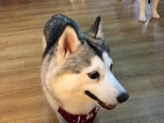 -Husky Go! 哈士奇体验馆·宠物咖啡厅狗咖