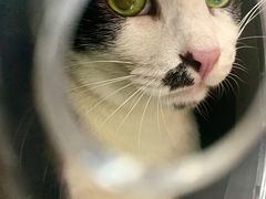 -御宝贝·A梦猫科宠物医院(国际猫友好医院)