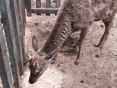 -意大利农场度假村