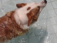 -帕帕拉兹宠物(亚洲旗舰店)