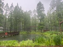 -黄海国家森林公园