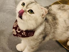 -飞行喵MR PILOT|猫舍·猫咖(静安大融城店)