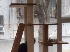 -是阿柴呀！柴犬咖啡·爱喵喵猫咖