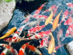 -罗红摄影艺术馆