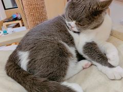 -滚猫咖啡·猫咖·猫友好撸猫(未来城店)