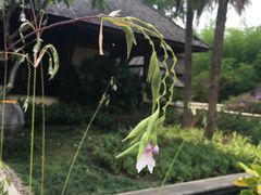 -四季酒店下午茶