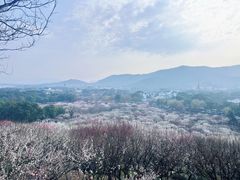 -香雪海