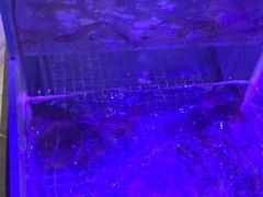 -小天鹅戴斯酒店鲸鲨百汇创作料理