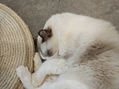 -飞行喵MR PILOT|猫舍·猫咖(静安大融城店)