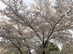 -西安青龙寺遗址景区
