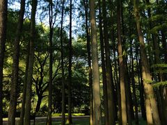 -上海共青森林公园