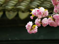 -雨花胜境