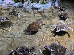 -北海海底世界