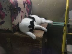 -猫咪博物馆(顶澳仔猫街店)